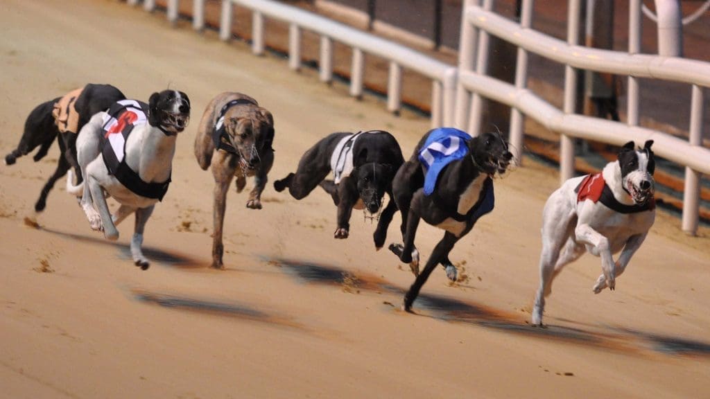 The Race is Done, but Who has Won? - Greyhound Racing